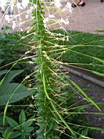 Bougainvillier - Bougainvillea Glabra (fam Nyctaginacees) (Bresil) (3) (Photo F. Mrugala)